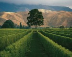 Vinene som serveres på Staup kommer fra sør og nord på New Zealandøyene. Dette bildet viser vinranker i Marlborough-området med 'en treskulptur' og majestetiske fjell i bakgrunnen.